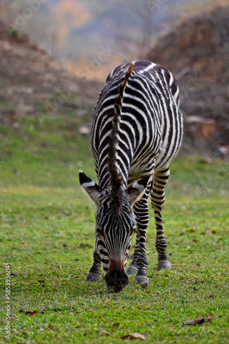 A grazing Zebra at Pazuri Outdoor Park  close by Lusaka in Zambia