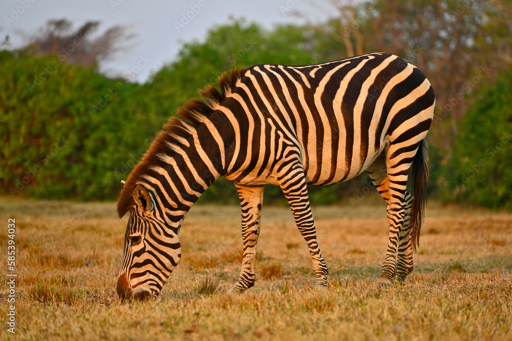 Fototapeta premium A grazing Zebra at Pazuri Outdoor Park, close by Lusaka in Zambia. 