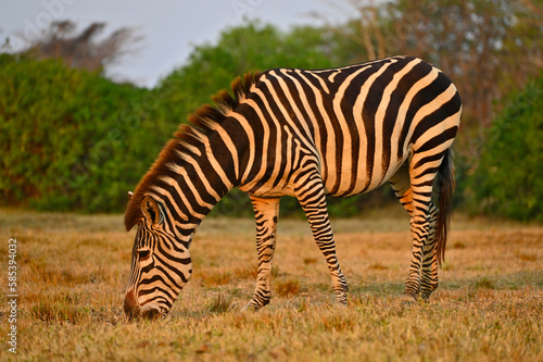 A grazing Zebra at Pazuri Outdoor Park  close by Lusaka in Zambia. 