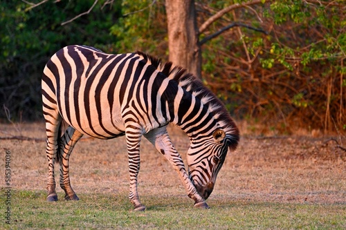 A grazing Zebra at Pazuri Outdoor Park  close by Lusaka in Zambia. 