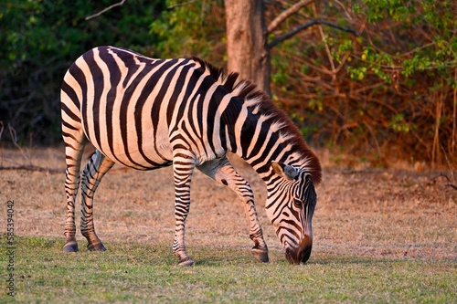 A grazing Zebra at Pazuri Outdoor Park  close by Lusaka in Zambia. 