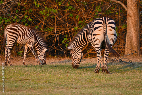 A Zebra and a young zebra calf walking and grazing at Pazuri Outdoor Park  close by Lusaka in Zambia