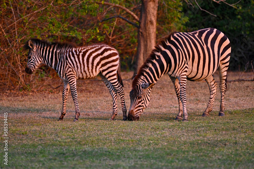 A Zebra and a young zebra calf walking and grazing at Pazuri Outdoor Park  close by Lusaka in Zambia