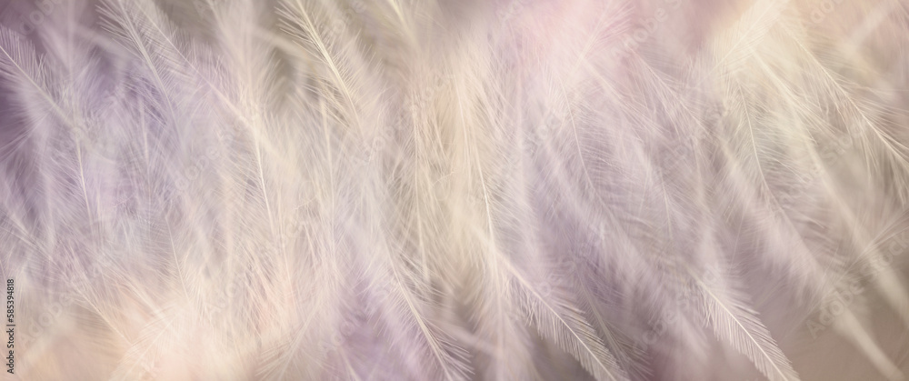 Fototapeta premium Beautiful delicate fluffy feather background - random long thin wispy soft feathers in pale peach pink tones ideal for a spiritual invitation, gift voucher, certificate, award, advert or web header