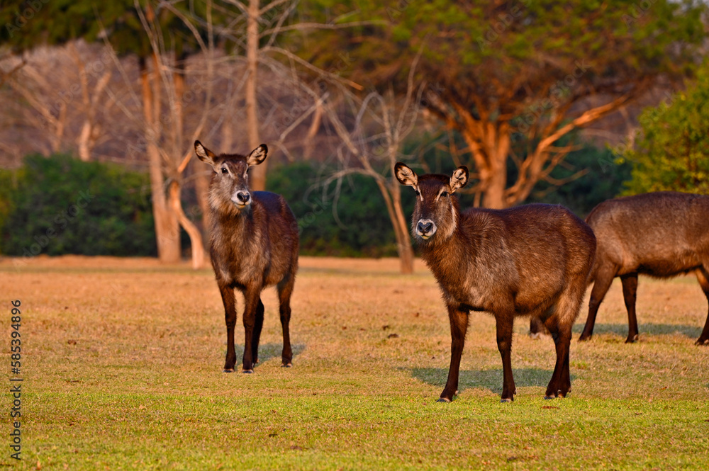 A group of ellipsiprymnus waterbucks at Pazuri outdoor park, closeby Lusaka, Zambia A group of ellipsiprymnus waterbucks at Pazuri outdoor park, closeby Lusaka, Zambia