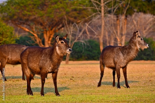 Foto A group of ellipsiprymnus waterbucks at Pazuri outdoor park, closeby Lusaka, Zam