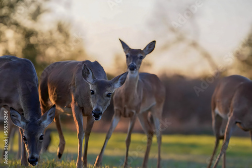 Some roe deer close up in the field. Roe deer on a green meadow at sunset