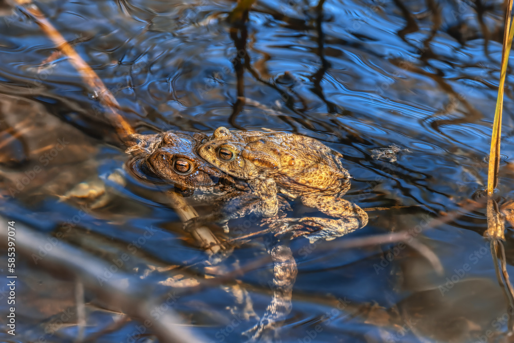 Toads mating in a lake in spring Toads mating in a lake in spring