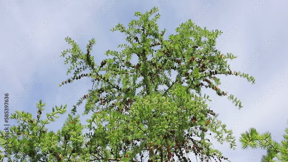 Larch branches with seeds blowing in the wind against the background of the spring sky in slow motion Larch branches with seeds blowing in the wind against the background of the spring sky in slow motion