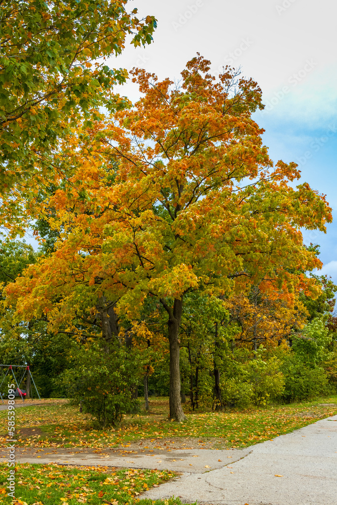 Naklejka premium Burlington parks during autumn, Ontario, Canada