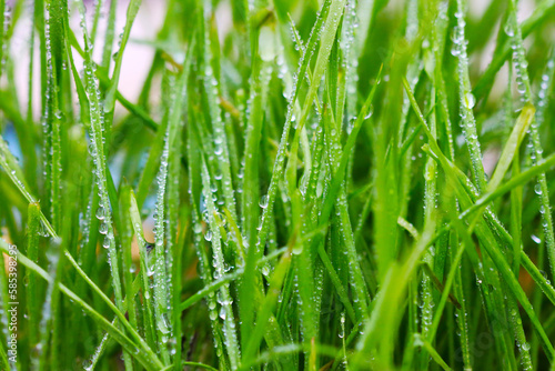 Many drops of water on the green grass in the garden after the rain