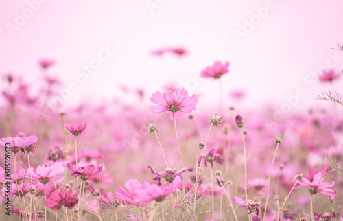 Soft blur focus of cosmos flowers field with vintage pink color fillter