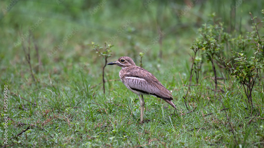 Burhinus vermiculatus - Water Thick-knee - Oedicnème vermiculé Burhinus vermiculatus - Water Thick-knee - Oedicnème vermiculé