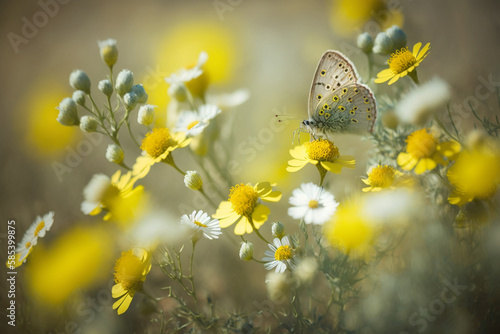 Butterfly on a flower in the summer field. Genetive AI © ponkafoto