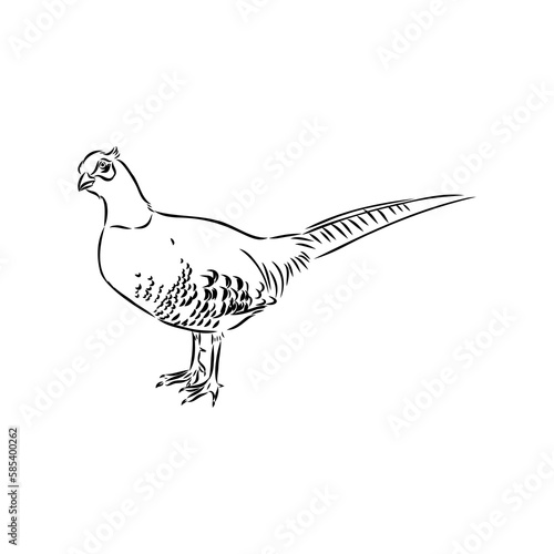 Hand drawn of an pheasant, sketch. Vector illustration isolated on a white background.