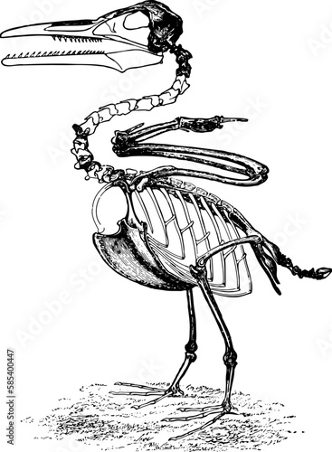 Ichthyornis - Fish Bird: is an extinct genus of toothy seabird-like ornithuran from the late Cretaceous period of North America. Ichthyornis has been historically important in shedding light on bird e