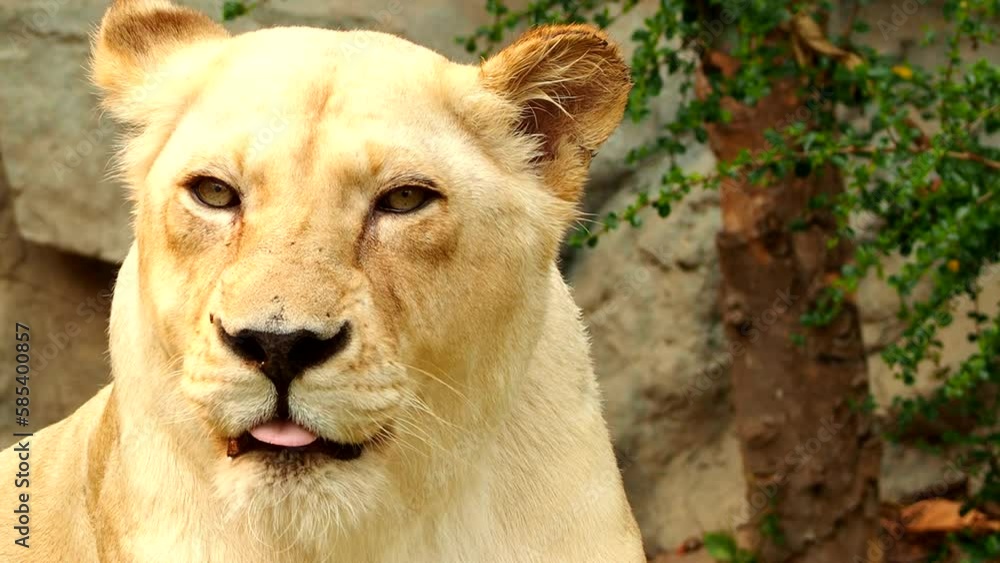 Close up white lion face , Chiangmai Thailand. Close up white lion face , Chiangmai Thailand.