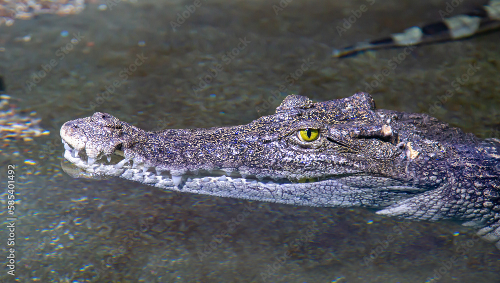 The head of the Siamese Crocodile (lat. Crocodylus siamensis) on the water surface against the background of the bottom. Marine life, exotic fish, subtropics. The head of the Siamese Crocodile (lat. Crocodylus siamensis) on the water surface against the background of the bottom. Marine life, exotic fish, subtropics.