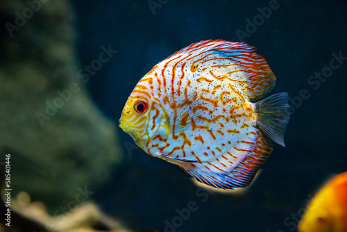 Discus turkis (Latin Symphysodon) with beautiful zebra stripes on the background of the seabed. Marine life, fish, subtropics.