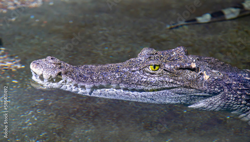The head of the Siamese Crocodile (lat. Crocodylus siamensis) on the water surface against the background of the bottom. Marine life, exotic fish, subtropics.