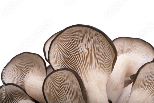 oyster mushrooms isolated