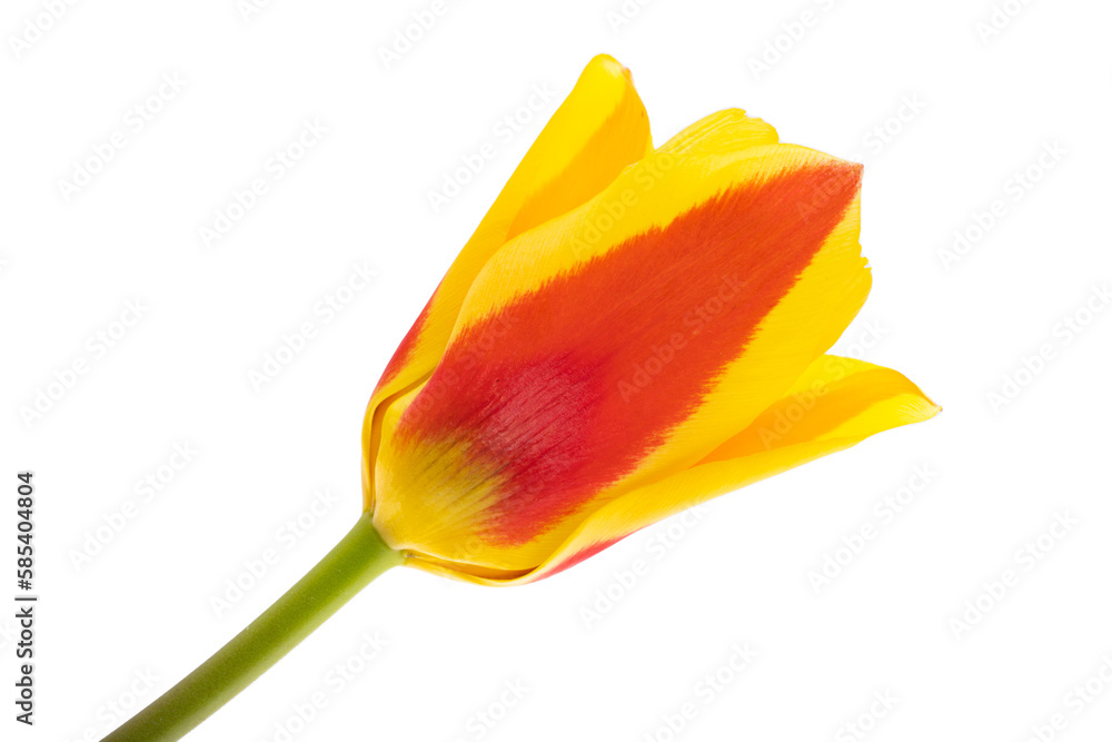 yellow-red tulip isolated