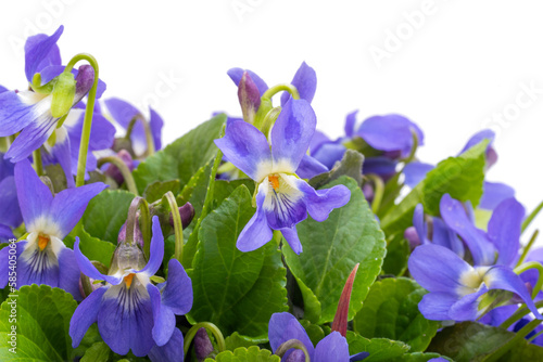 forest violet isolated