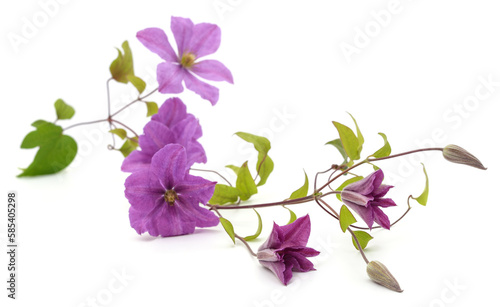 Purple clematis and leaves. photo