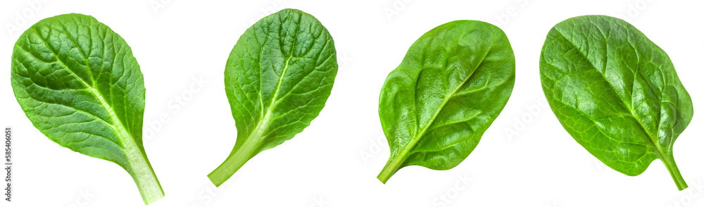 Spinach leaf isolated on white background. Fresh green baby spinach Top view. Flat lay. Summer, dieting concept. Spinach leaf isolated on white background. Fresh green baby spinach Top view. Flat lay. Summer, dieting concept.