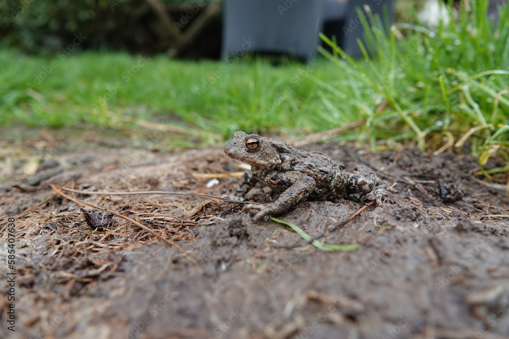Closeup on a female European common toad, Bufo bufo sitting on the ground and grass in the garden Closeup on a female European common toad, Bufo bufo sitting on the ground and grass in the garden