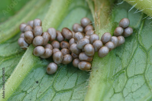 Closeup on the eggs of the beautiful small Emperor moth, Saturnia pavonia on the underside of a leaf photo