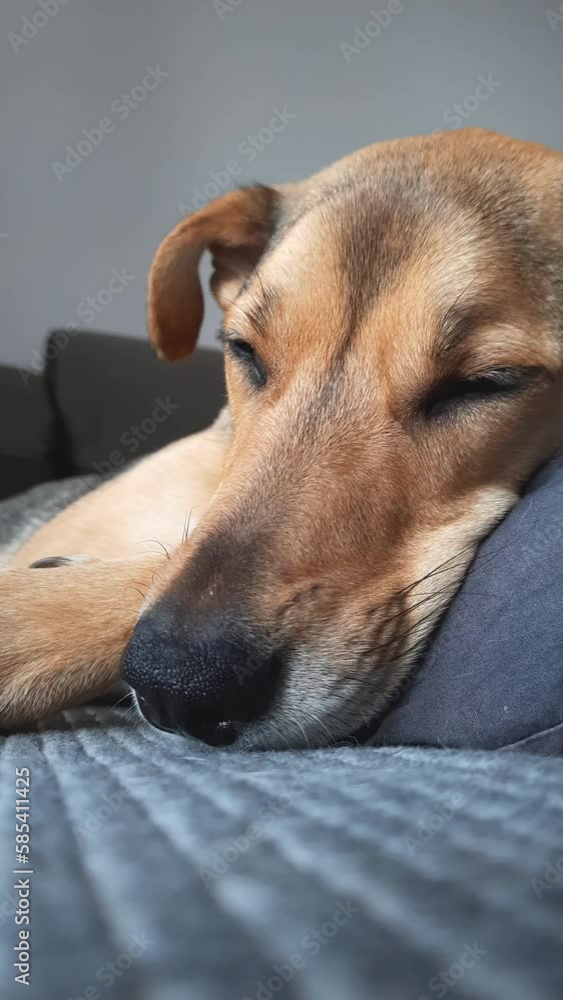 Peaceful dog Rests on Couch. vertical video. Calm and content mixed-breed dog naps on comfortable bed. Head of mongrel on pillow. Close-up. Healthy sleep and pet health. Peaceful dog Rests on Couch. vertical video. Calm and content mixed-breed dog naps on comfortable bed. Head of mongrel on pillow. Close-up. Healthy sleep and pet health.
