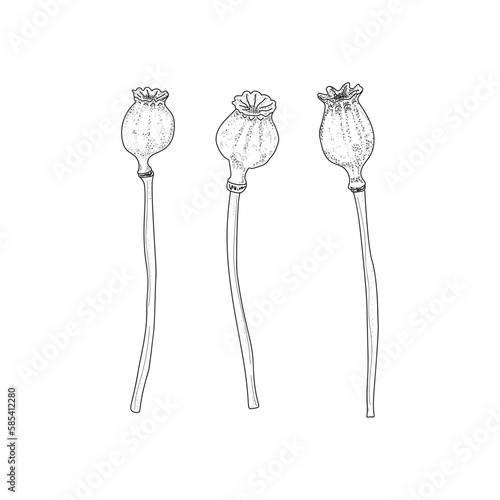 Photography Opium poppy. Vector black and white illustration.