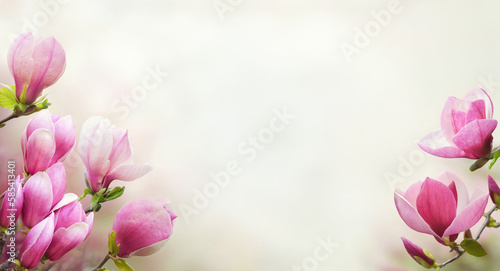 Branches of magnolia tree with abundance of flowers in spring time. Happy Mother‘s Day theme. Spring or gardening background.