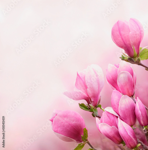 Branches of magnolia tree with abundance of flowers in spring time. Happy Mother   s Day theme. Spring or gardening background.