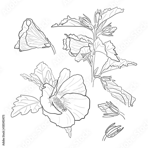 Hibiscus flowers. Buds. Set.Vector black and white illustration.