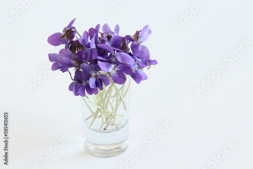 Violet on old white table  is commonly known as wood violet  sweet violet  English violet  common violet  florist s violet  or garden violet. Flowers photo concept.