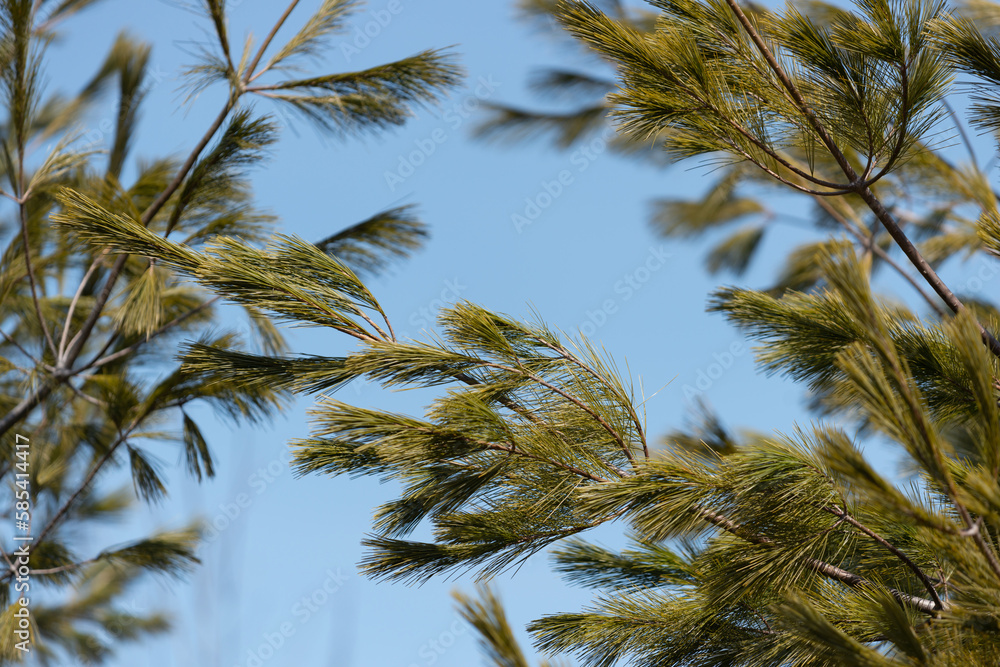 pine tree branches and blue sky in spring pine tree branches and blue sky in spring
