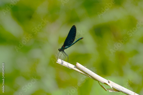 Black dragonfly species in in the National Park, Croatia