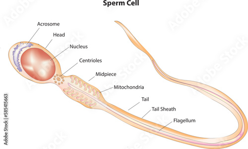Sperm cell structure