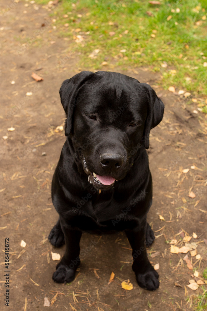 Black labrador retriever dog outside