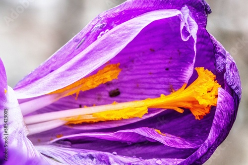 Purple crocus flower