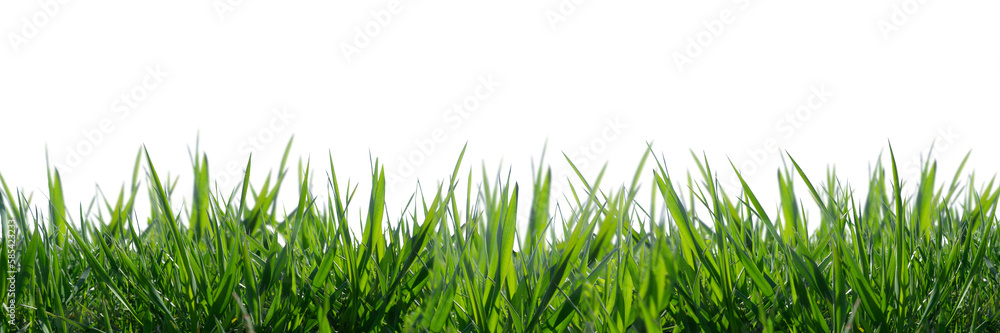 wild grass blades isolated on transparent background, grass leaves texture overlay wild grass blades isolated on transparent background, grass leaves texture overlay