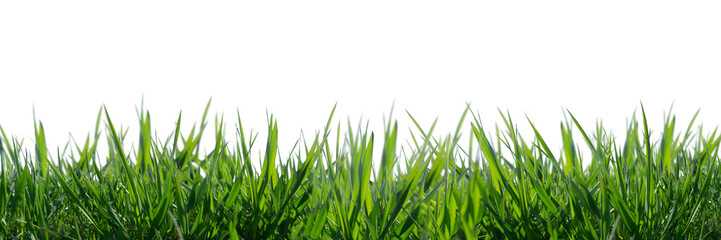 wild grass blades isolated on transparent background, grass leaves texture overlay