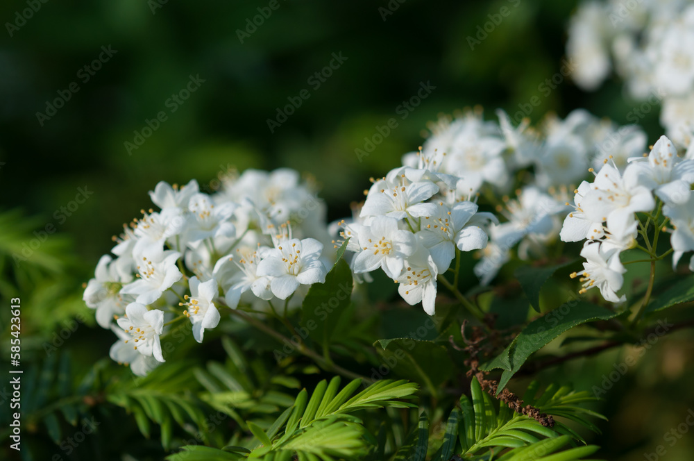 small white flower cluster close up small white flower cluster close up