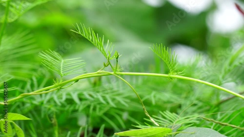 Ipomoea quamoclit (Also calledcypress vine, cypress vine morning glory, cardinal creeper, cardinal vine, star glory, star of Bethlehem, hummingbird vine) on the tree photo