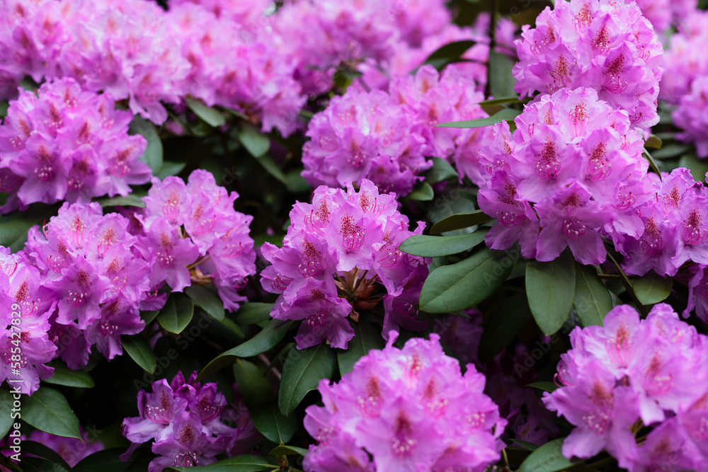 Flowering of rhododendrons in the spring garden Flowering of rhododendrons in the spring garden