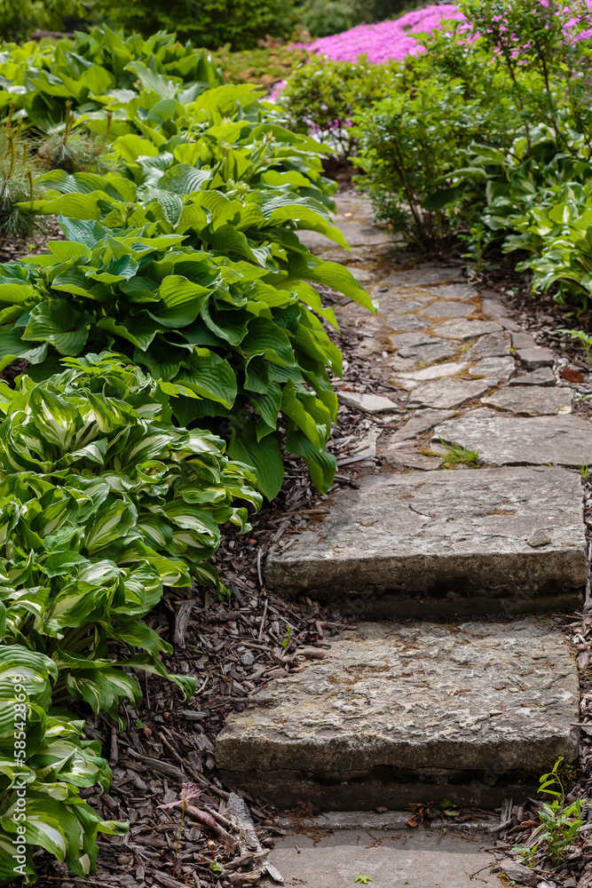Hosta Plant in garden. Beautiful blooming hosts in the garden. Hostа plant for the shady garden. Green hostа in the Park Hosta Plant in garden. Beautiful blooming hosts in the garden. Hostа plant for the shady garden. Green hostа in the Park