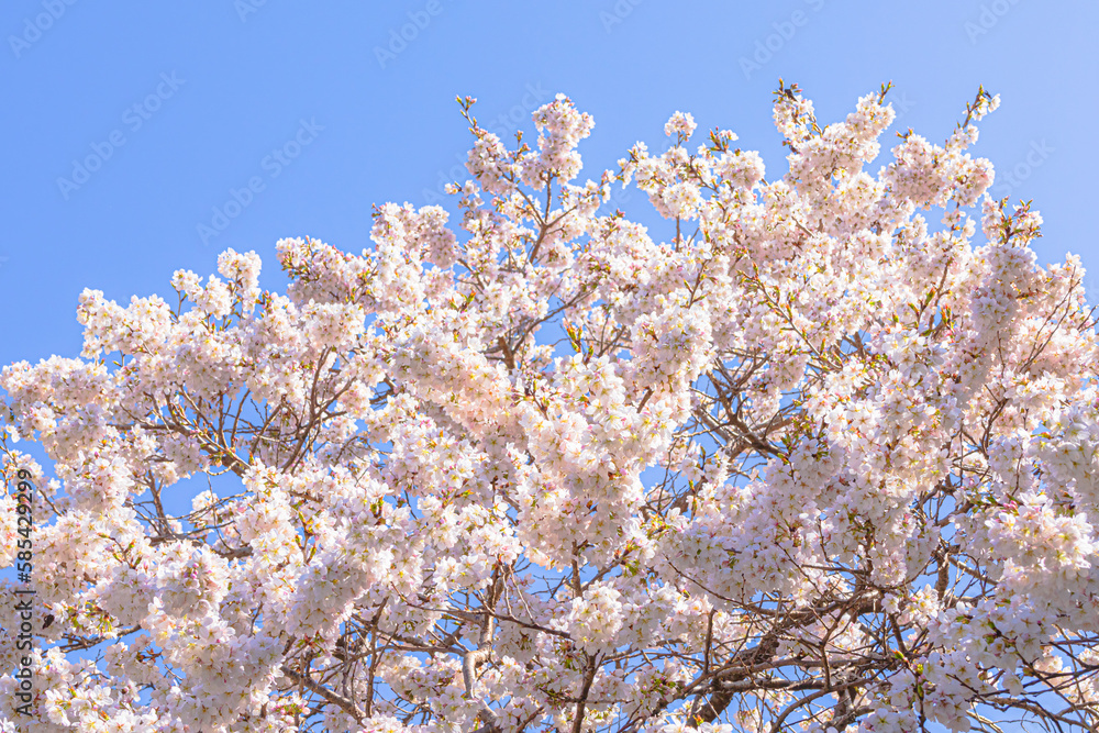 Blue sky and cherry blossoms in full bloom Blue sky and cherry blossoms in full bloom