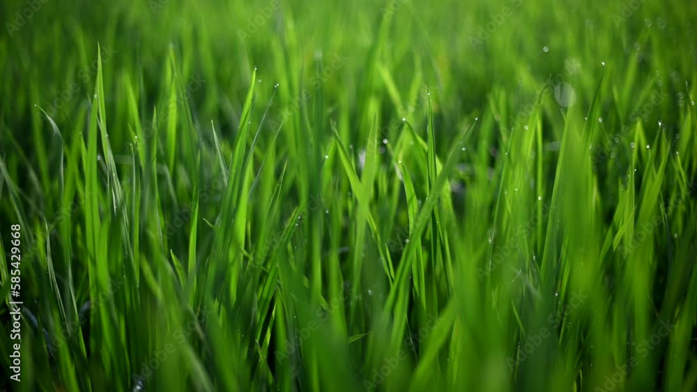 Close up of rice leaves in terrace, Ubud, Bali, Indonesia. Close up of rice leaves in terrace, Ubud, Bali, Indonesia.